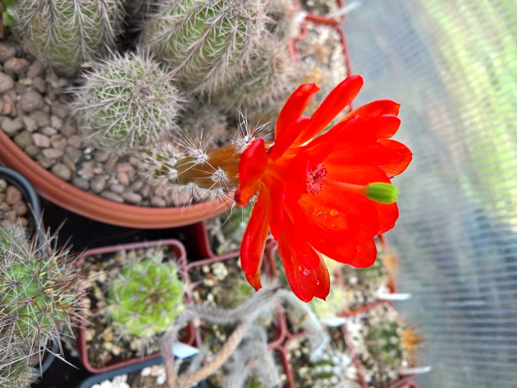 Cereus sp